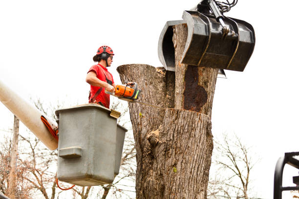 Best Tree Removal Service  in USA